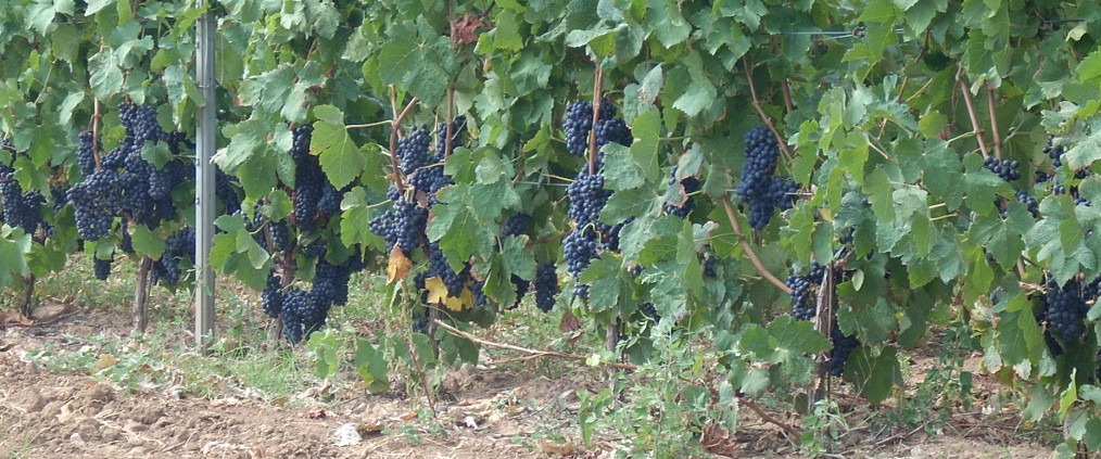 Ich bin der Weinstock, ihr seid die Reben