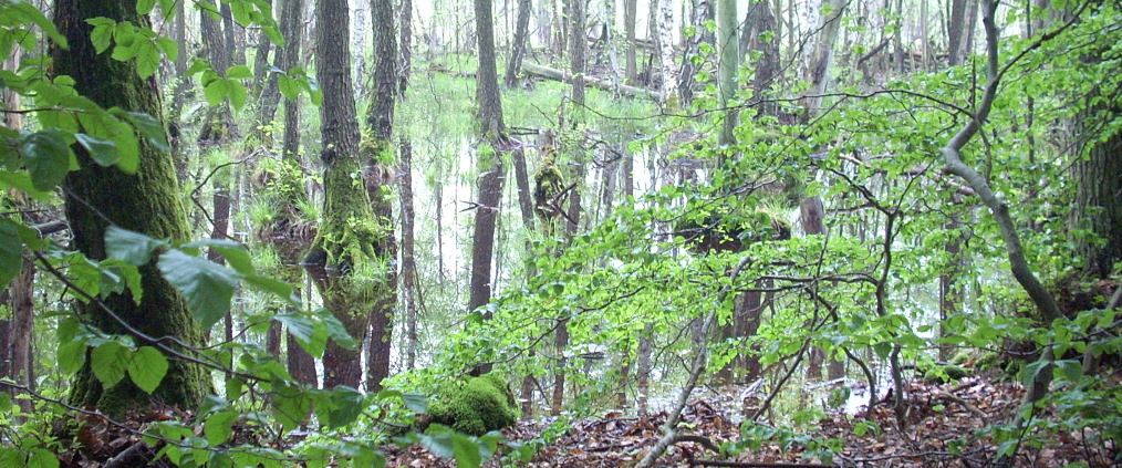 Im Wald gefangen