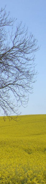 Baum im Rapsfeld - Teilbild