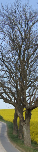 Baum im Rapsfeld - Teilbild